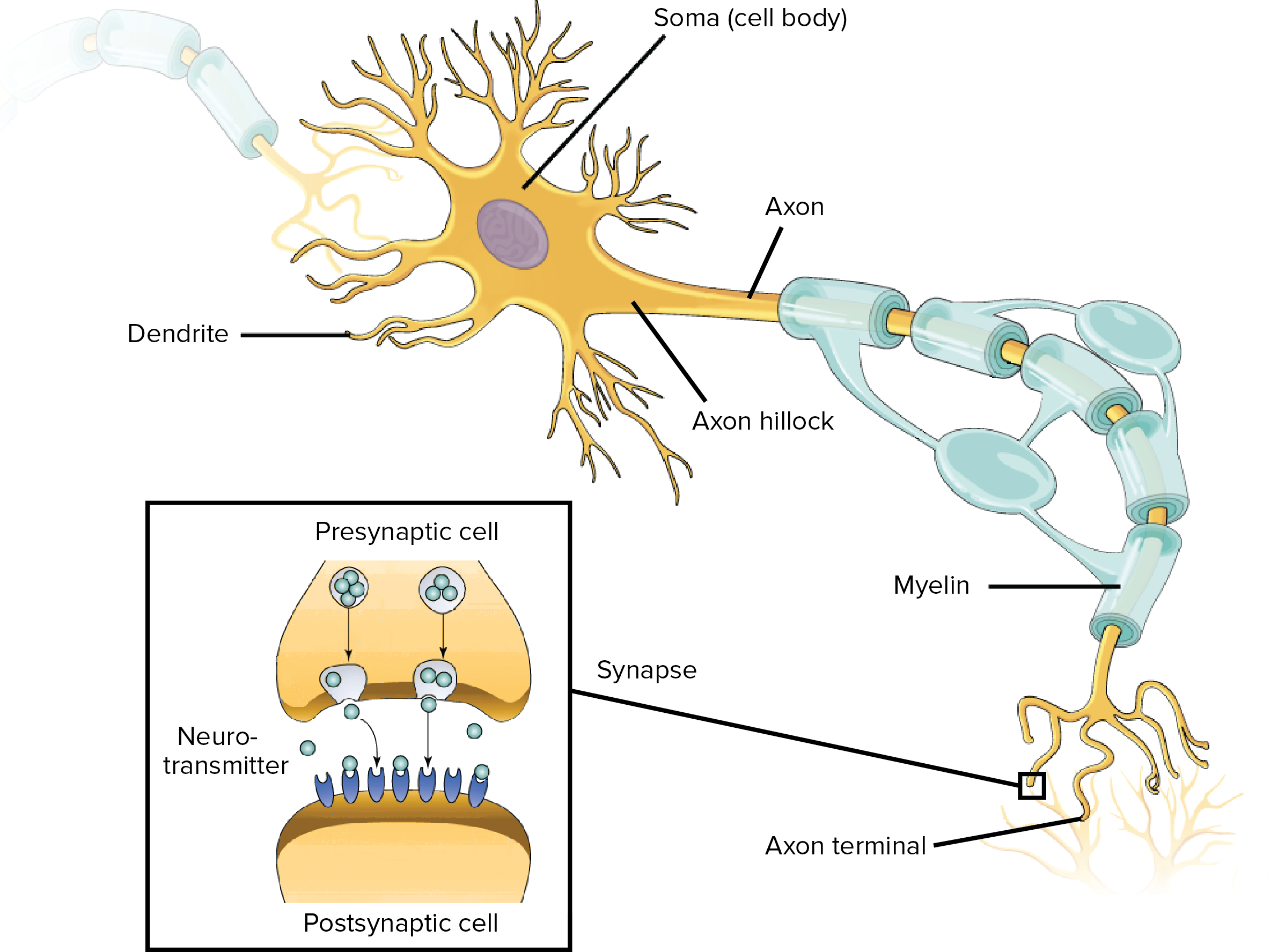 A biological neuron is the building block of the nervous system, which includes the brain. Source: <a href='https://cdn.kastatic.org/ka-perseus-images/3567fc3560de474001ec0dafb068170d30b0c751.png' target='_blank'>Khan Academy</a>.