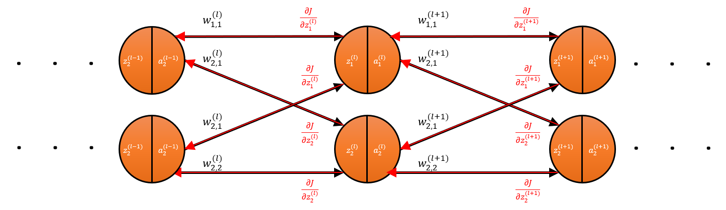 Section of a generic feedforward neural network that is only two units wide.